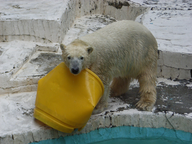 シロクマ51日本平動物園ロッシー2009｜ホッキョクグマと三角コーン